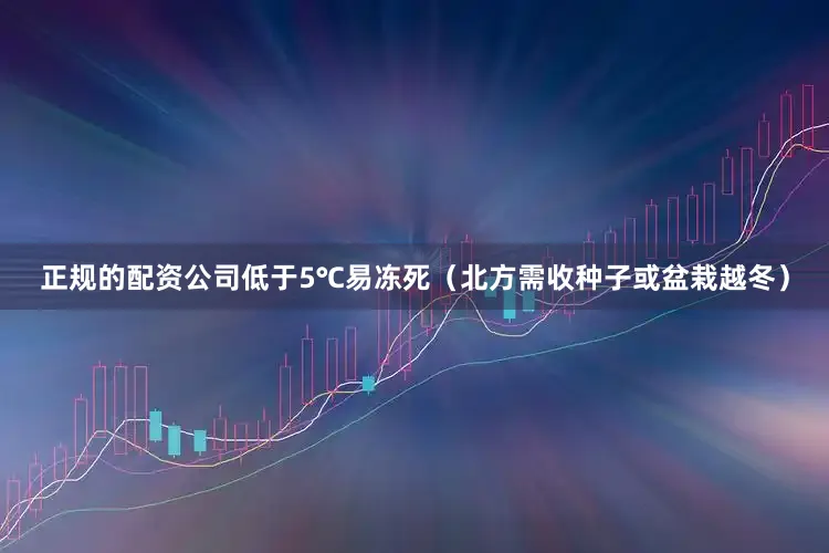 正规的配资公司低于5℃易冻死（北方需收种子或盆栽越冬）